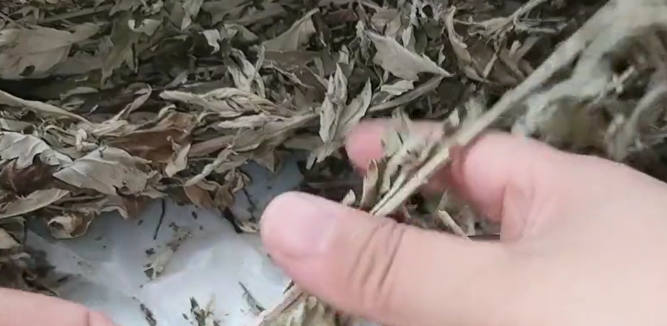 奶粉罐不要再扔了,在上面打几个洞放在房间里,夏天全家人抢着用 奶粉罐_奶粉罐里的铝箔能卖钱吗_奶粉罐废物利用工艺品